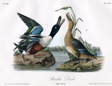 Shoveller Duck