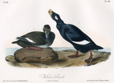 Velvet Duck