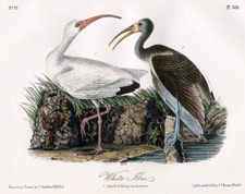 White Ibis