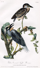 Yellow-crowned Night Heron