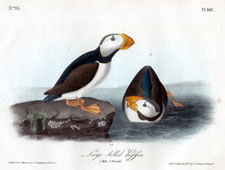 Large-billed Puffin