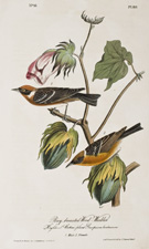 Bay-breasted Wood Warbler Pl. 80