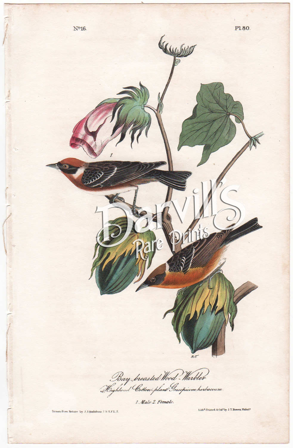 Bay-breasted Wood Warbler Pl. 80
