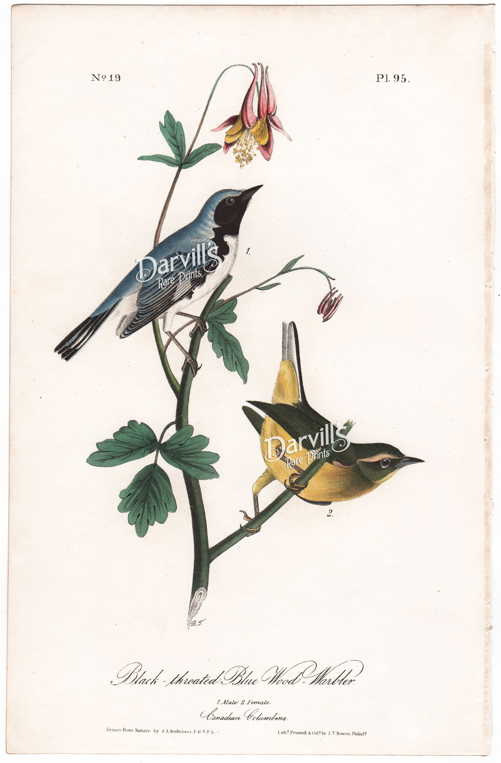 Black-throated Blue Wood Warbler plate 95