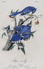 Blue Jay