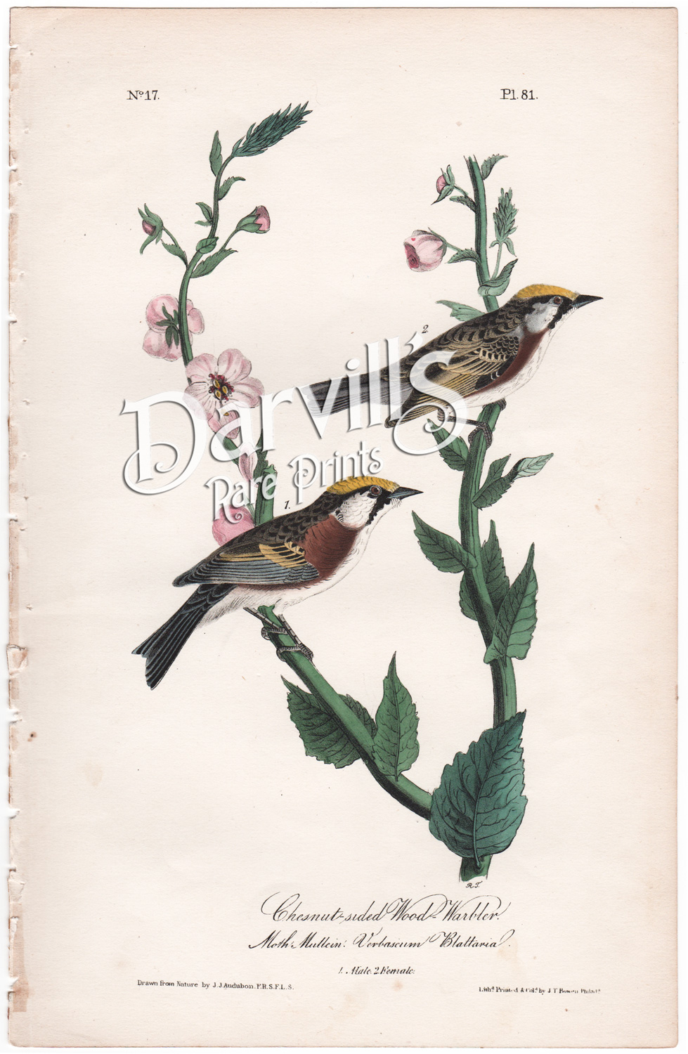 Chestnut-sided Wood Warbler 81 first edition octavo Audubon