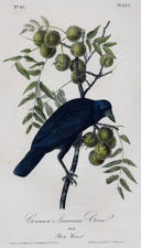 Common American Crow