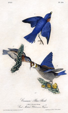 Common Blue Bird