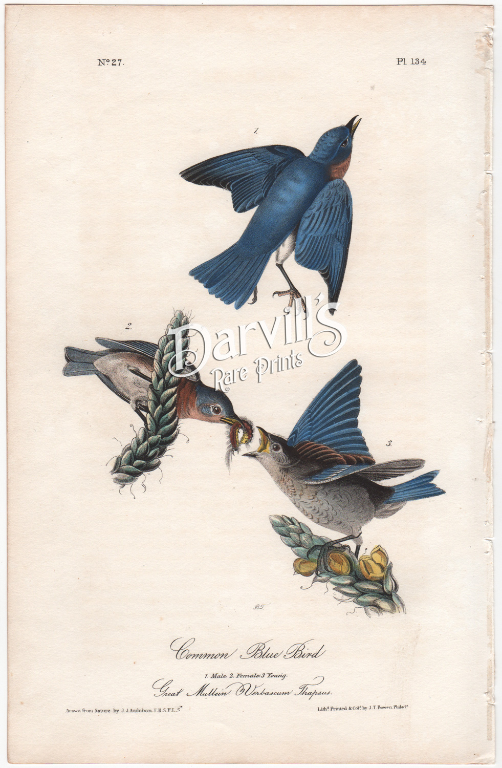 Common Blue Bird plate 132