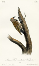 Missouri Red-moustached Woodpecker