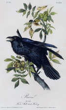 Raven
