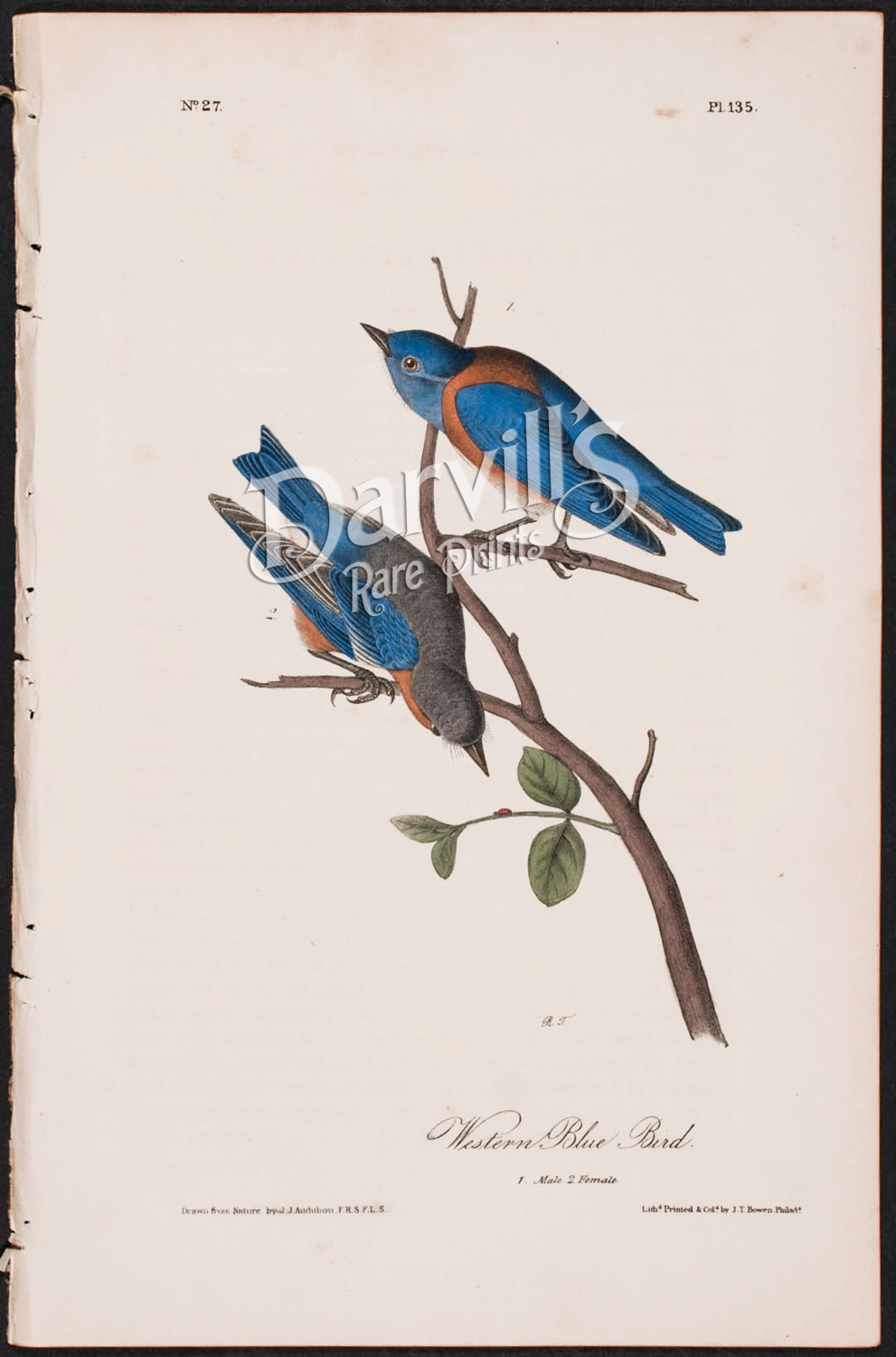 Audubon first edition octavo Western Bluebird plate 135