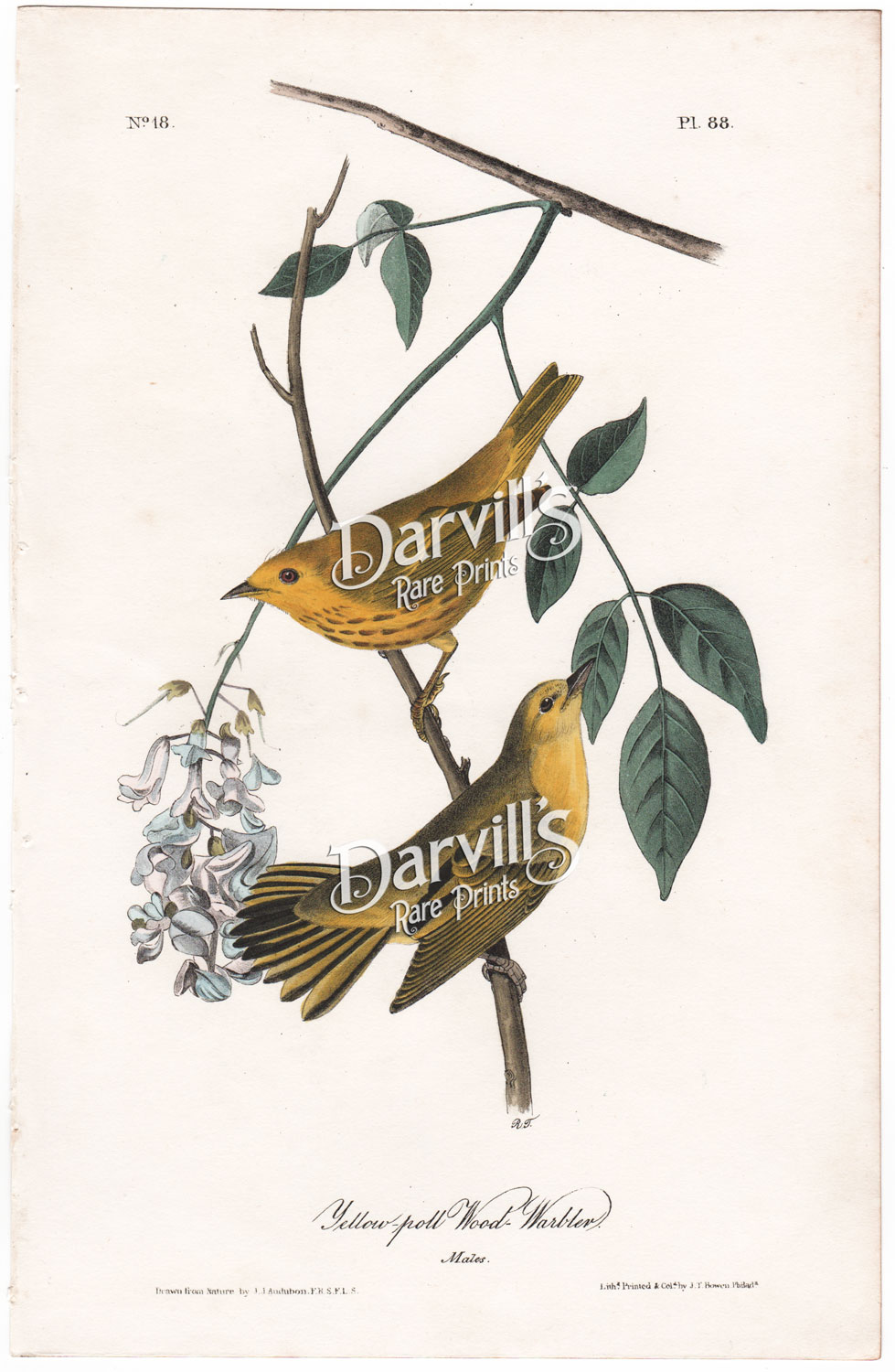 Yellow Poll Wood Warbler plate 86 Audubon first edition octavo
