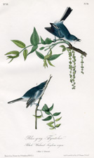 Blue-grey Flycatcher