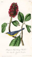 Bonaparte's Flycatching Warbler