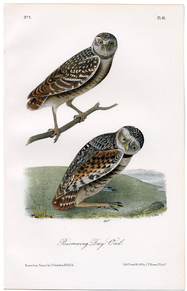 Day Owl