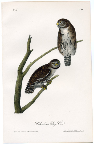 Day Owl