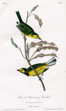 Hooded Flycatching Warbler