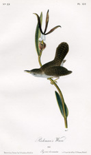 Parkman's Wren