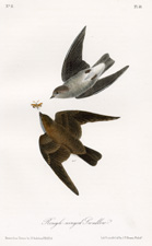 Rough-winged Swallow 