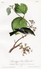 Short-legged Pewit Flycatcher