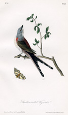 Swallow-tailed Flycatcher