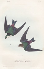 Violet-Green Swallow plate 49