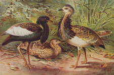 FLORICAN AND MACQUEEN'S BUSTARD