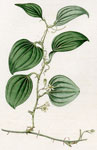 Glaucous-leaved Smilax