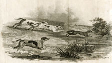Foxhounds chasing fox