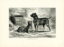 Old-fashioned English Terriers