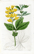 Bean-leaved Thermopsis