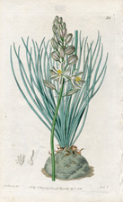 Fugacious-flowered Albuca