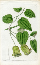 Green-flowered Clematis