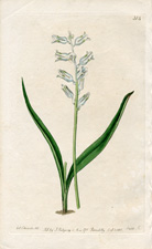 Pale-blue-flowered Lachenalia