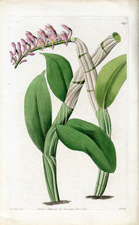 One-sided Dendrobium