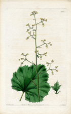 Small-flowered Heuchera