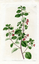 Thyme-leaved Fuchsia