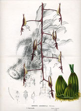 Grammotophyllum speciosum