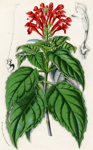 Soutellaria Villosa