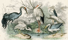 Crane, Stork, Heron, Egret