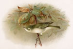 Greenish Willow Warbler