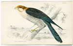 Rufous necked falcon