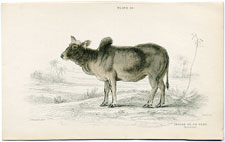 Indian Ox or Zebu