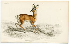 Sommering's Antelope