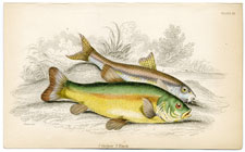 Plate 25 Gudgon and Tench