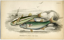 Thick-lipped Grey Mullet, Sand Smelt