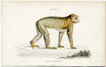Inuus Sylvanus (Barbary Ape)