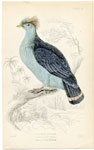 Double-crested Pigeon of Australia