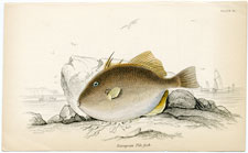 European Pile fish